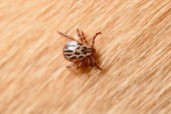 can carpet cleaning kill fleas