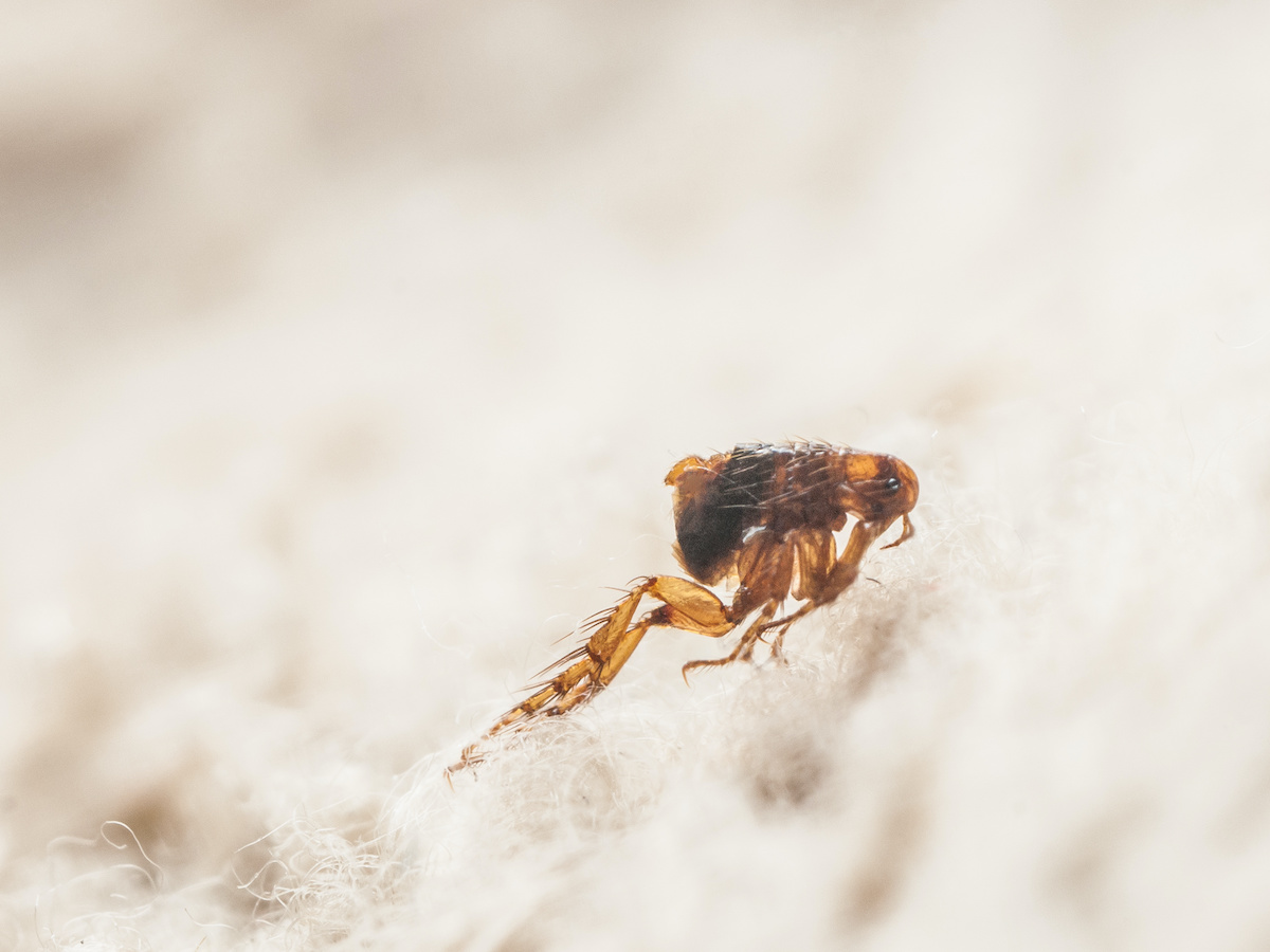 Professional Carpet Cleaning Kill Fleas